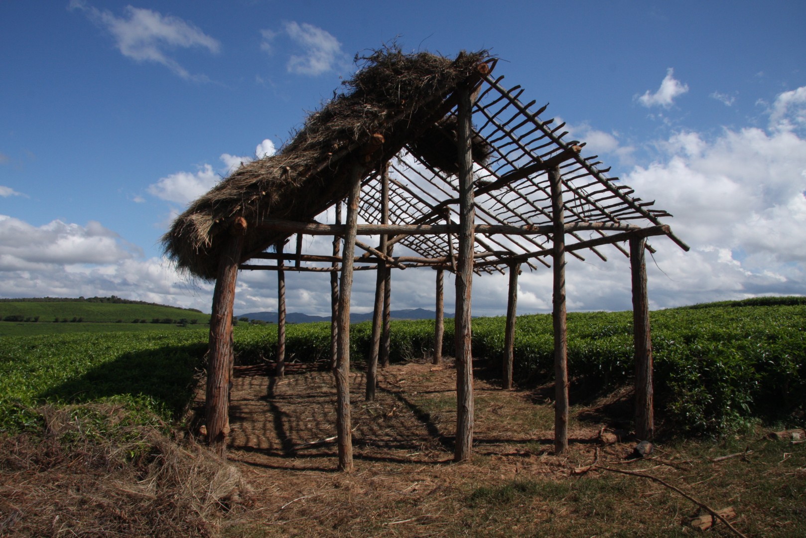 Photo d'une plantation de thé